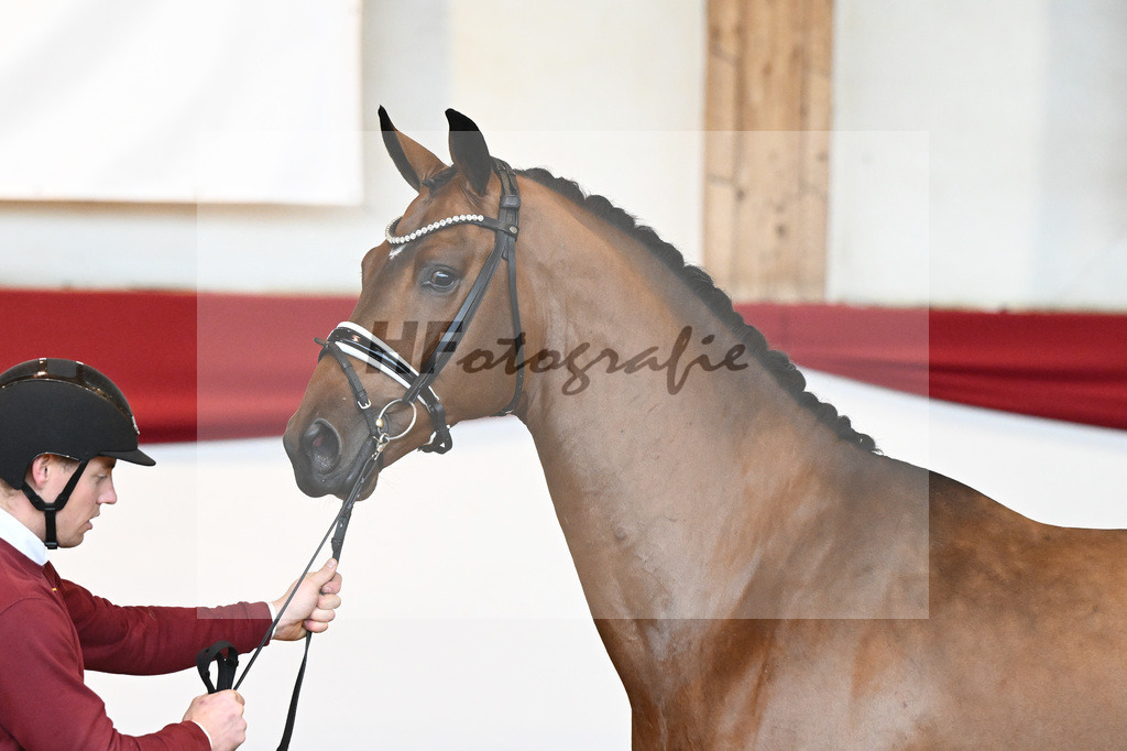 Kat-Nr. 58 Vitalis x Quaterback_Molcan_43230872 | hf-fotografie - Realisiert mit Pictrs.com