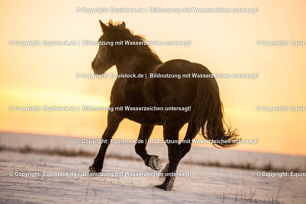 TS_20170106_Kaltblut_im_Schnee_0001-3 | Foto: Thomas Hartig