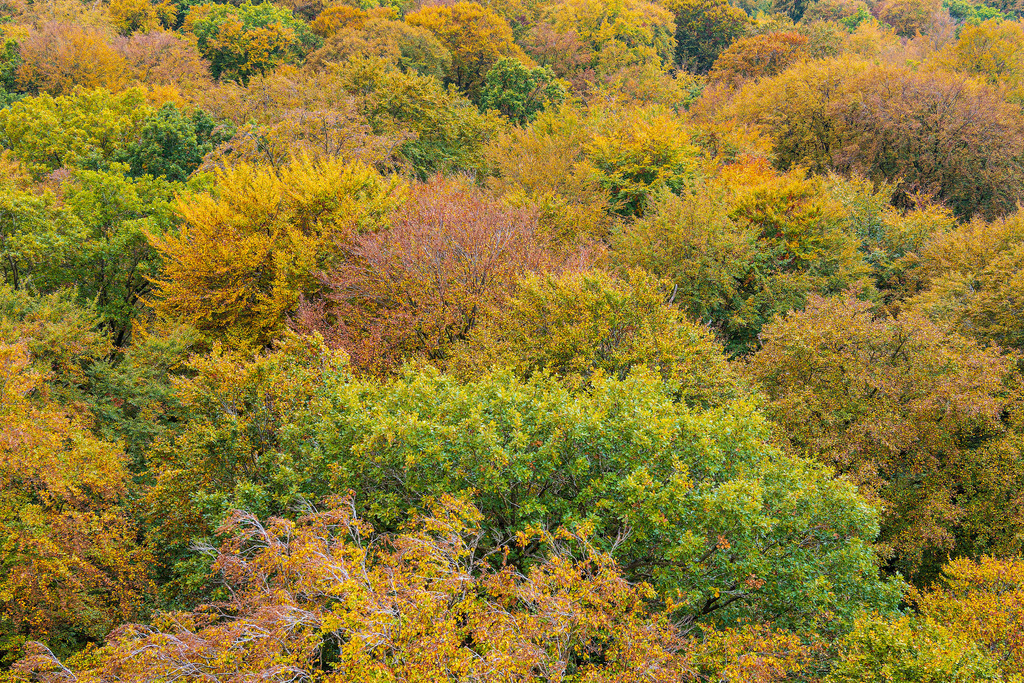 Herbstliche Wälder auf der Insel Rügen | Herbstliche Wälder auf der Insel Rügen.