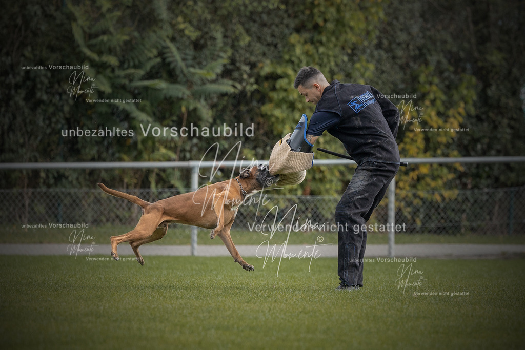 _16A7046-1 | Einzigartige Fotos von Hunden & Menschen –Actionfotos, Portraits, Vereinsaufnahmen & Paarshootings – authentisch, lebendig & mit Herz.