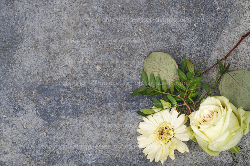 Noble floral background | Champagnerfarbene Rose und beige Gerbera liegen auf dunklem Betonhintergrund. 
