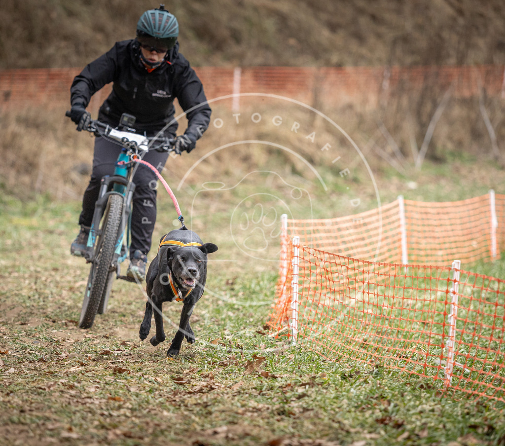 Pfotenfotografie_DV3A5614 | Hundefotografie, Tierfotograf, Pfotenfotografie, Fotoshooting Hund, Hunde Portrait, Hundesport, Hundeportraits, Heideshooting, Hunde, Sportfotograf, Hundefotograf, Turnierhundsport, THS,  - Realisiert mit Pictrs.com