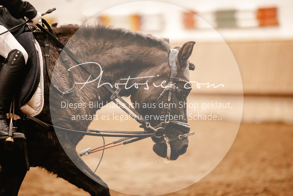 3I6A3519 | Stimmungsvolle Portraits und Reitsportfotografie im Ruhrgebiet und im Münsterland.

Pferdefotografie, Hundefotografie, Tierfotografie, Reportagen, Portraits von Tier und Mensch, Turnierfotografie in Bochum, Recklinghausen, Marl, Haltern am See, Dülmen.. - Realisiert mit Pictrs.com