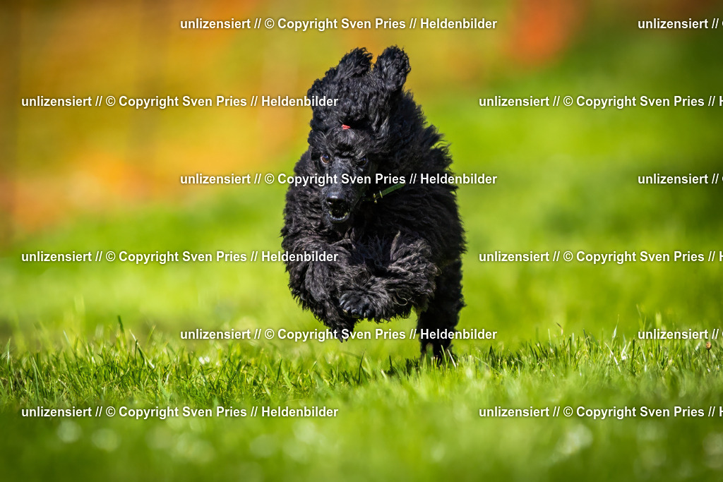 Sven Pries | 2025-04-13 - Hunderennen Baden-Baden - Realisiert mit Pictrs.com