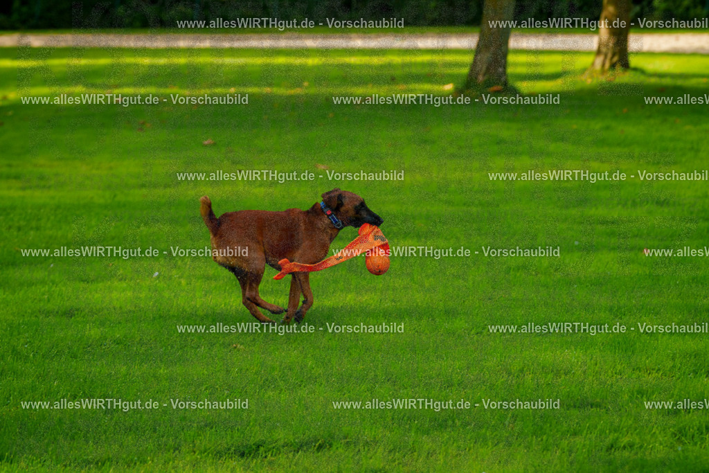 Hundeschwimmen_Grefrath_2026-allesWIRTHgut_Tierfotografie-09_53-FAY07793 | Professionelle Tierfotografie in Mönchengladbach von Daniel Wirth (allesWIRTHgut). Liebevolle & natürliche Bilder von Hunden & Katzen für unvergessliche Erinnerungen.