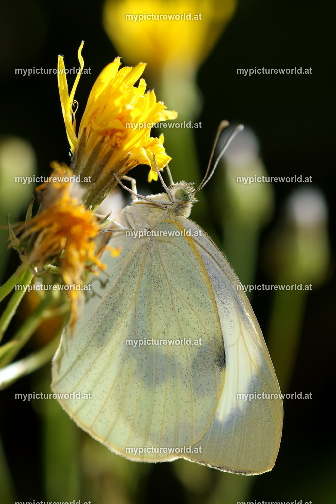 Pieris brassicae-021 | Das Bilderarchiv über Tiere, Planzen und Landschaften. In der Bilddatenbank finden Sie ein große Auswahl an hochwertigen Bilder für Ihre Werbung - Realized with Pictrs.com