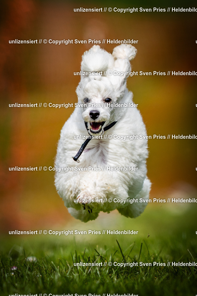 Sven Pries | 2025-04-13 - Hunderennen Baden-Baden - Realisiert mit Pictrs.com