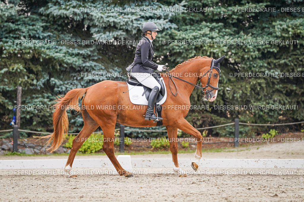 DSC00253 | Pferdegrafie