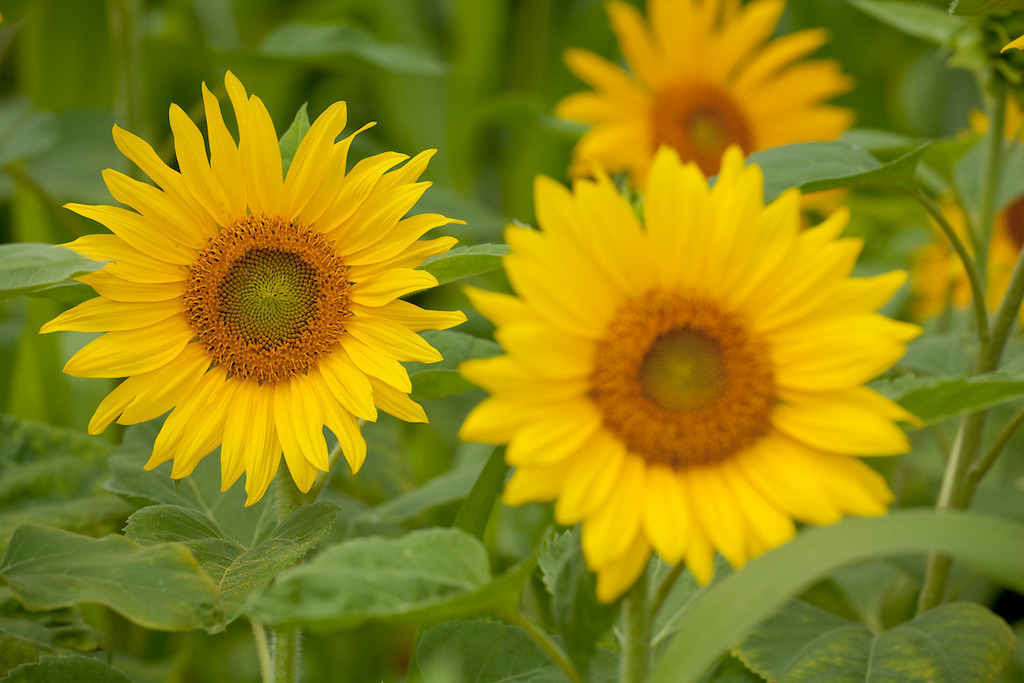 210804-532 | Europa, DEU, Deutschland, Baden-Wuerttemberg, Schwaebische Alb, Bissingen an der Teck, Sonnenblume (Helianthus annuus), Agrarlandschaft, Sonnenblumenfeld, Bluete, Bluetenkorb, Landwirtschaft, Landwirtschaftlich, Agrar, Agrarwirtschaft, Natur, Naturfoto, Naturfotos, Naturfotografie, Naturphoto, Naturphotographie, Landschaft, Landschaften, Landschaftsfoto, Landschaftsfotografie, Landschaftsphoto, Landschaftsphotographie, 

[Fuer die Nutzung gelten die jeweils gueltigen Allgemeinen Liefer-und Geschaeftsbedingungen. Nutzung nur gegen Verwendungsmeldung und Nachweis. Download der AGB unter http://www.image-box.com oder werden auf Anfrage zugesendet. Freigabe ist vorher erforderlich. Jede Nutzung des Fotos ist honorarpflichtig gemaess derzeit gueltiger MFM Liste - Kontakt, Uwe Schmid-Fotografie, Duisburg, Tel. (+49).2065.677997, ..archiv@image-box.com, www.image-box.com] - Realisiert mit Pictrs.com