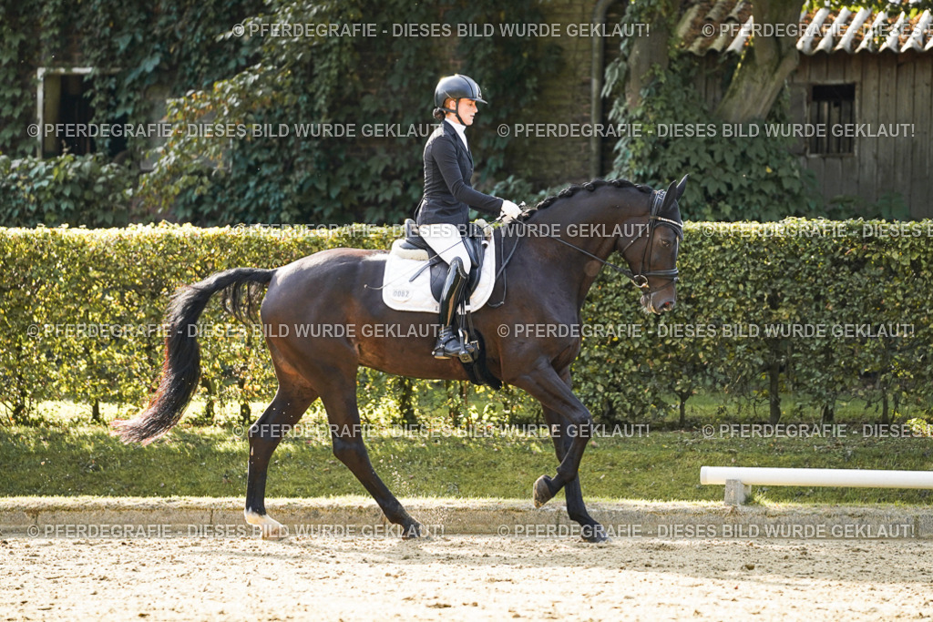 DSC05578 | Pferdegrafie