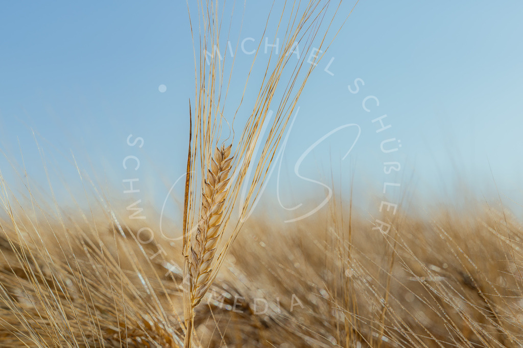 2025-06-21 Lerchenhof Felder Gerste 007 | Schwotte Media - Realisiert mit Pictrs.com
