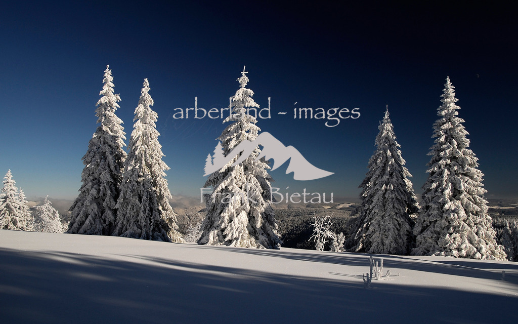 winter-trees | Winterwald