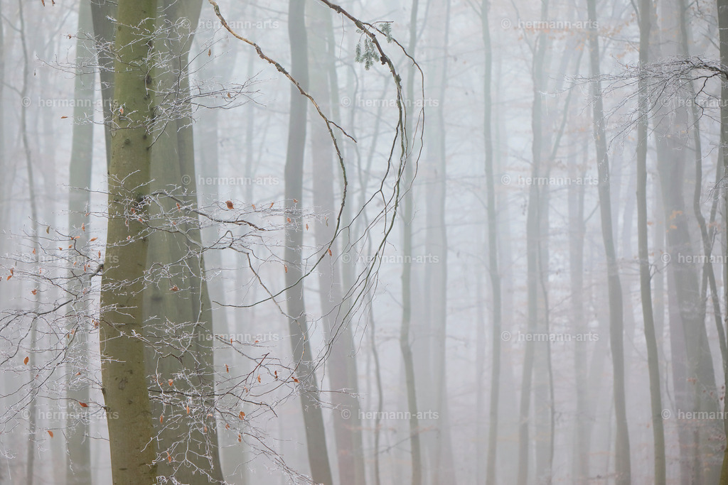 Nature-Arts-013 | Photo Foto Kunst Art schwarzweiss Bilder Rheine Münster Berlin Blumen 