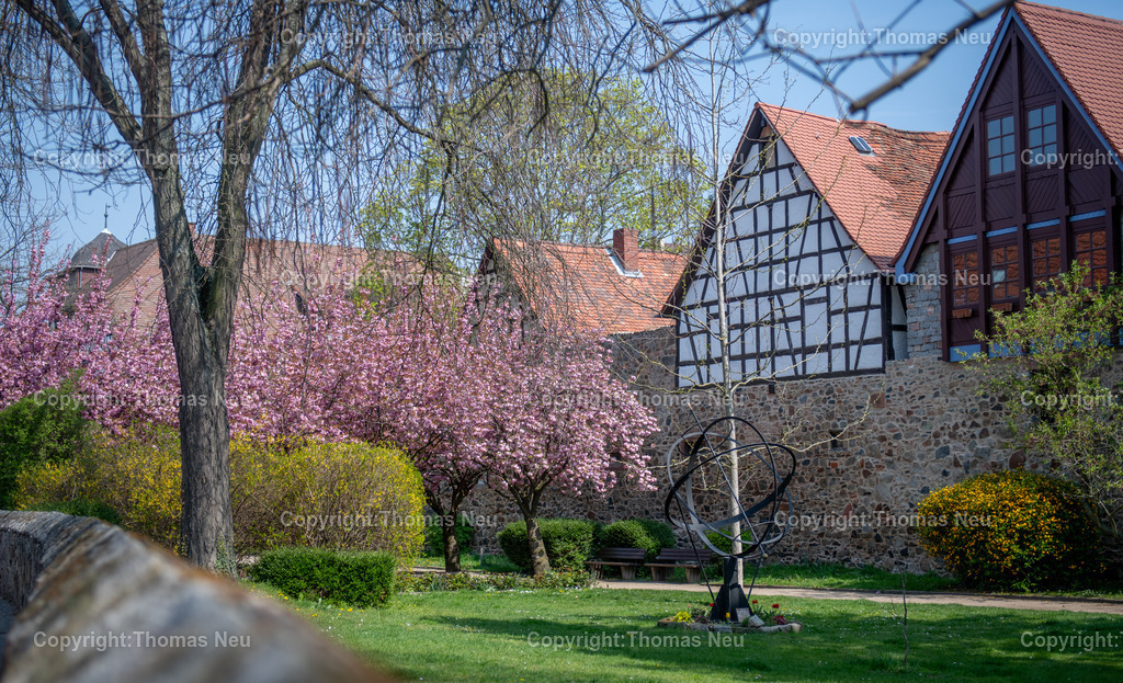 zwingenberg-stadtpark-bergstrasse-fruehling-altstadt-kirschbluete-hessen-Fotografie-Thomas-Neu-22 | Zwingenberg an der hessichen Bergstraße ist die älteste Stadt an der Bergstraße, mit einer wunderschönen Altstadt mit zahlreichen Fachwerkhäusern liegt unterhalb des Melibokus,hier im Frühling wenn im Stadtpark zahlreiche Bäume und Sträücher blühen und einen besondern Zauber ausüben,  Das Motiv vermittelt die ruhige, idyllische Atmosphäre der Region und ist ideal als Wandbild für Wohnräume, Büros oder Praxen geeignet. Bild: Thomas Neu