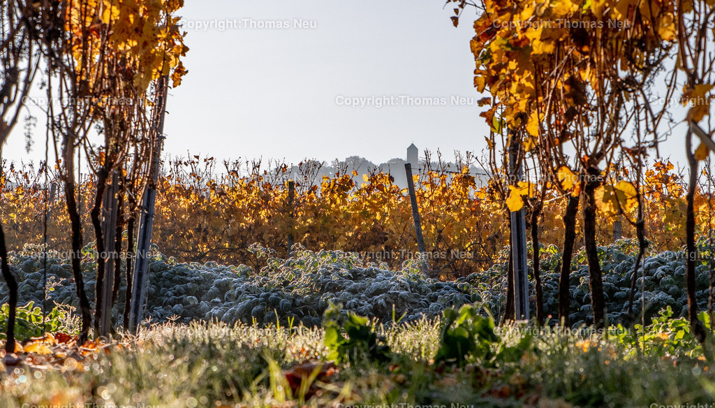 DSC_0317 | bbe,bre,goldener November, die Natur entschädigt im Moment für die Corona bedingten Maßnahmen , hier Blick auf die Weinberge zwischen Bensheim und Heppenheim (hessische Bergstraße) kurz nach Sonnenaufgang, , noch hat die Sonne den Raureif ganz weggetaut, ,im Dunst die Starkenburg, , Bild: Thomas Neu