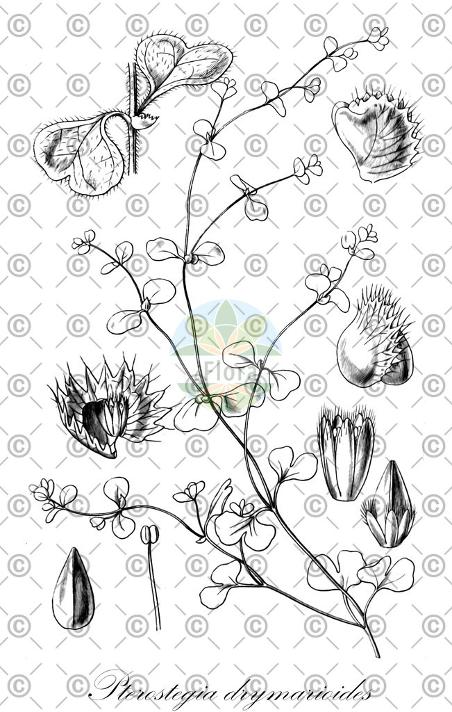 HistAbb_wfo-0000475954_1_ENZY_Simple | Historische Abbildung von Pterostegia drymarioides - Polygonaceae | Historical Illustration of Pterostegia drymarioides - Polygonaceae