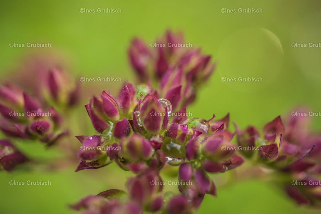 Oreganoblüte nach Regenguss | Lila Lubbenbomm - Artwork by Ines Grubisch - Realisiert mit Pictrs.com