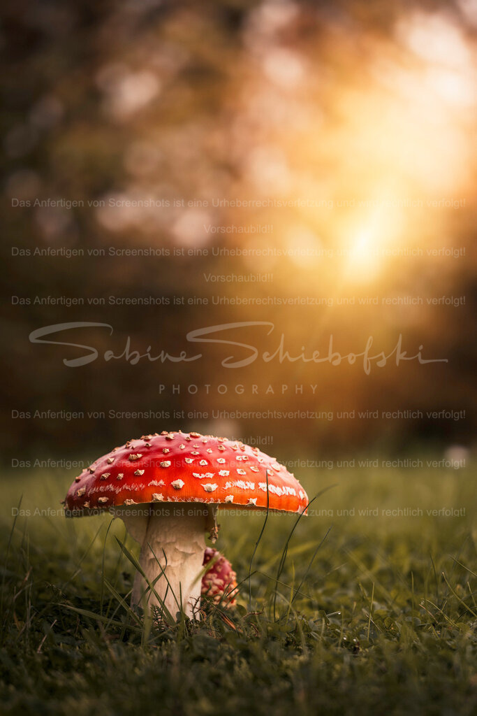Ein Moment im goldenen Herbstlicht | Exklusive Naturfotografie für stilvolle Wanddekoration ★ Premium Wandbilder Made in Germany ✔️ FineArt Drucke & Downloads ✔️ Brillante Farben, höchste Qualität & weltweiter Versand ✔️ - Realisiert mit Pictrs.com