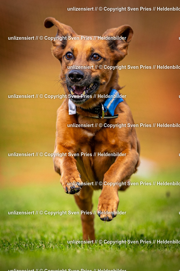 Sven Pries | 2024-09-22 - Hunderennen Baden-BadenPudelverein - Realisiert mit Pictrs.com