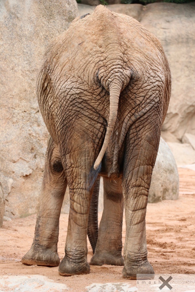Elephant's Butt | smash-photography.com