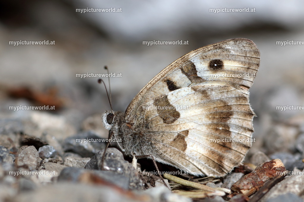 Chazara briseis-002 | Das Bilderarchiv über Tiere, Planzen und Landschaften. In der Bilddatenbank finden Sie ein große Auswahl an hochwertigen Bilder für Ihre Werbung - Realized with Pictrs.com