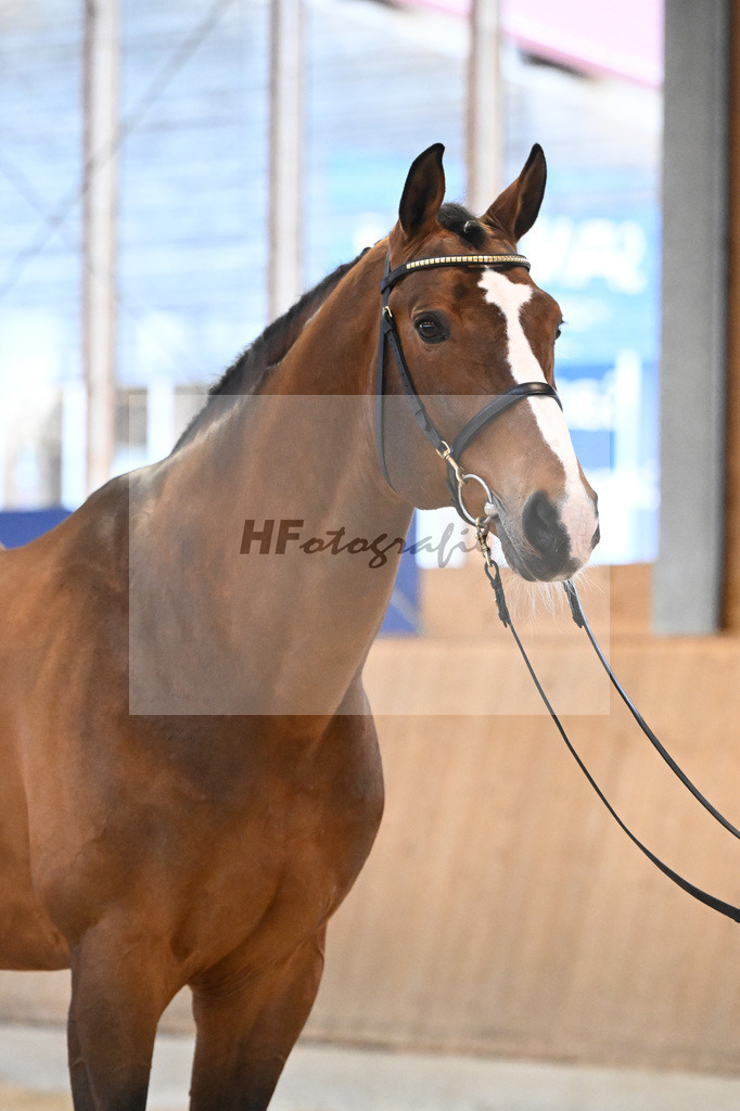 Sanvaro_7240723 | hf-fotografie - Realisiert mit Pictrs.com