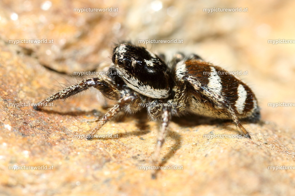 Zebraspringspinne-030 | Das Bilderarchiv über Tiere, Planzen und Landschaften. In der Bilddatenbank finden Sie ein große Auswahl an hochwertigen Bilder für Ihre Werbung - Realisiert mit Pictrs.com