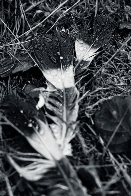 20260503-Feder mit Tropfen blackandwhite-2 | Echte Naturfotos auf Acrylglas, Alu-Dibond & Poster. Makrofotografie aus dem Teutoburger Wald für Yoga-Studios, Praxen & dein Zuhause. Ab €8,95. - Realisiert mit Pictrs.com