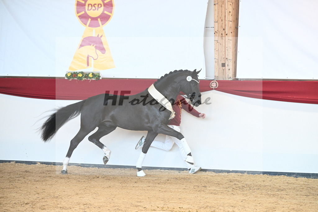 Kat.-Nr. 65 v. Springbank II VH_Reichert_2242858 | hf-fotografie - Realisiert mit Pictrs.com