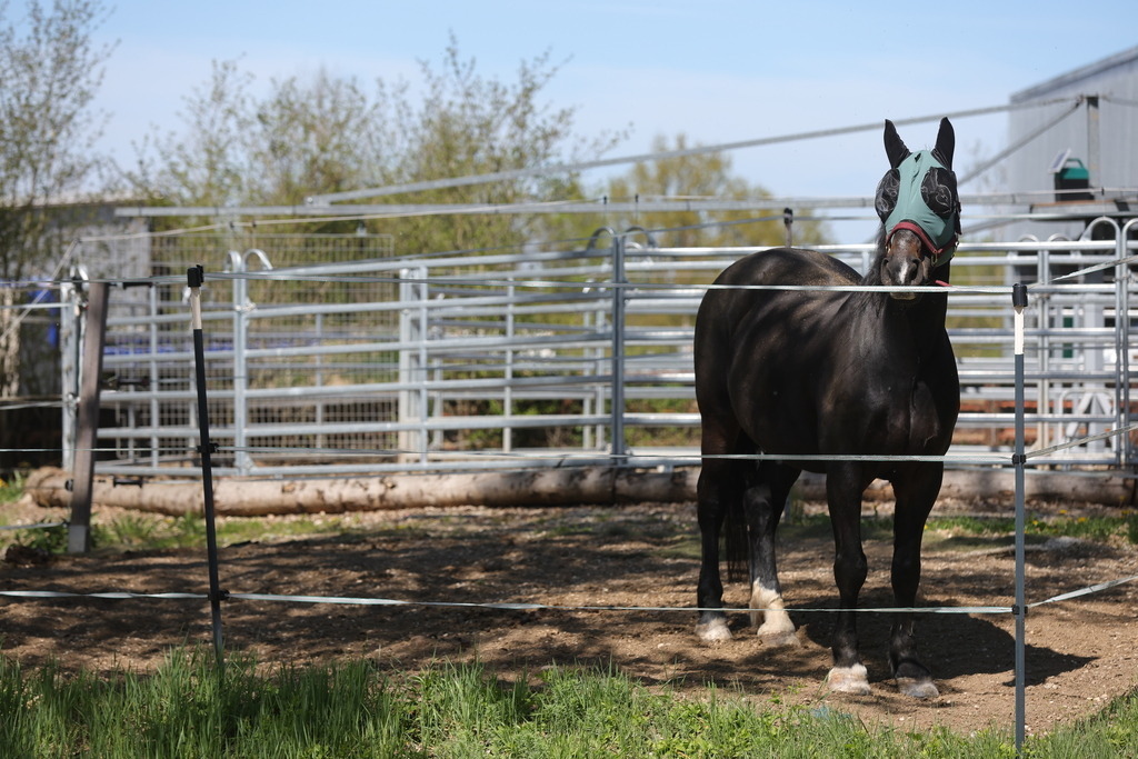 0P6A9036 | Willkommen bei Brunnmayr - Design & Fotografie – Ihrem Spezialisten für Reitturniere und Pferdeveranstaltungen in Oberösterreich, Salzburg und Bayern! Seit über 17 Jahren sind wir leidenschaftlich dabei.