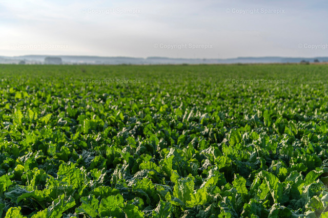 CRO_Sugar_Beet11_Bokeh | sparepix - Realisiert mit Pictrs.com