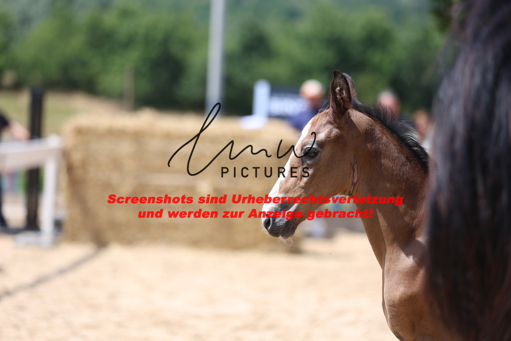 Fohlenschau_Schwäbisch_Hall_springbetonte_Fohlen_KN 20_7 | lmwpictures - Realisiert mit Pictrs.com