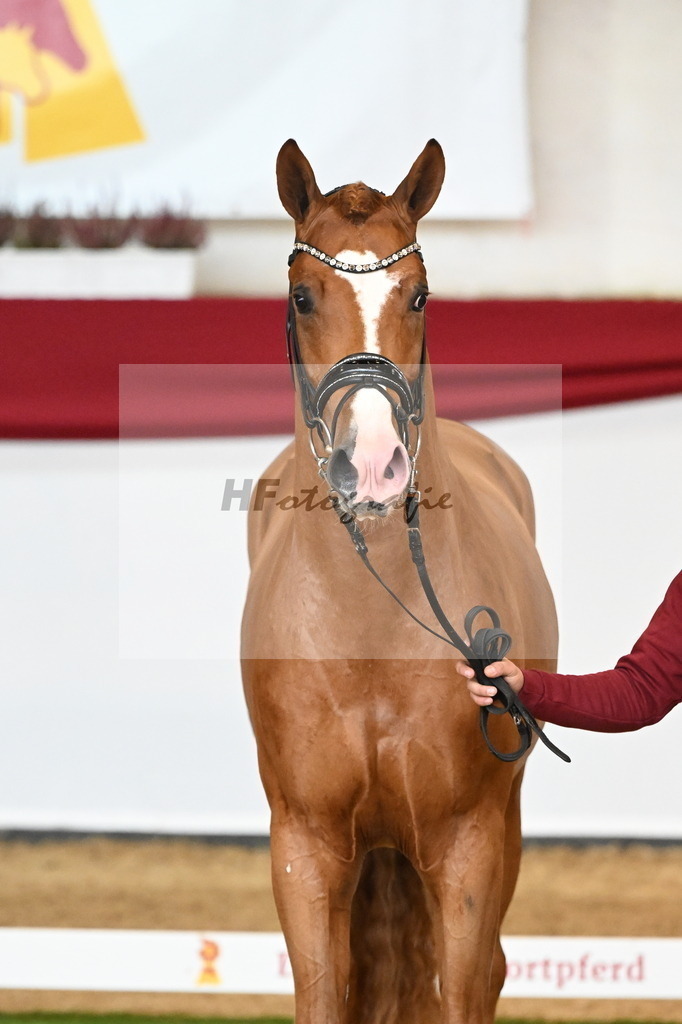 Kat-Nr. 5 Benicio x Vivaldi_Beckmann_47240610 | hf-fotografie - Realizzato con Pictrs.com