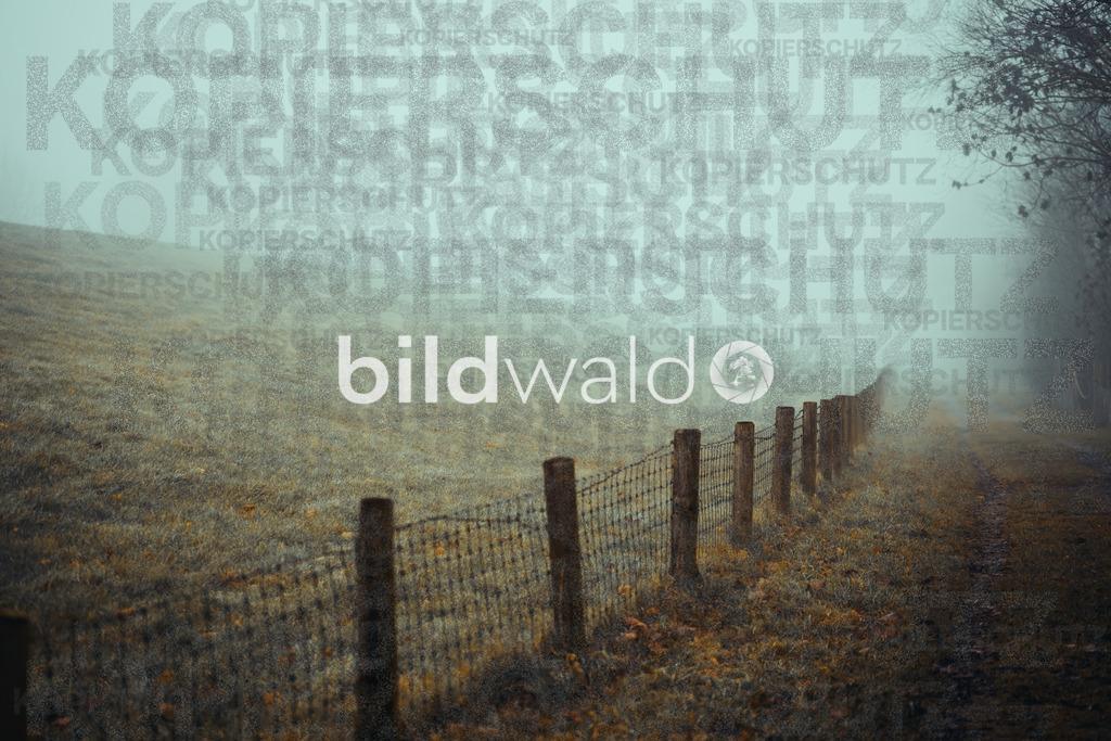 christmas tree elsfleth crazy mad thingy-4120 | BILDWALD - eine Auswahl an Bildern von Thomas Perrotton zum bestellen und genießen. Alle Bilder von Thomas Perrotton - Alle Bilder mit einer SONY Kamera gemacht - SONY TAMRON SIGMA PHOTOSHOP LIGHTROOM BILDWALD Online kaufen Bilderwald Wandbilder - Realisiert mit Pictrs.com