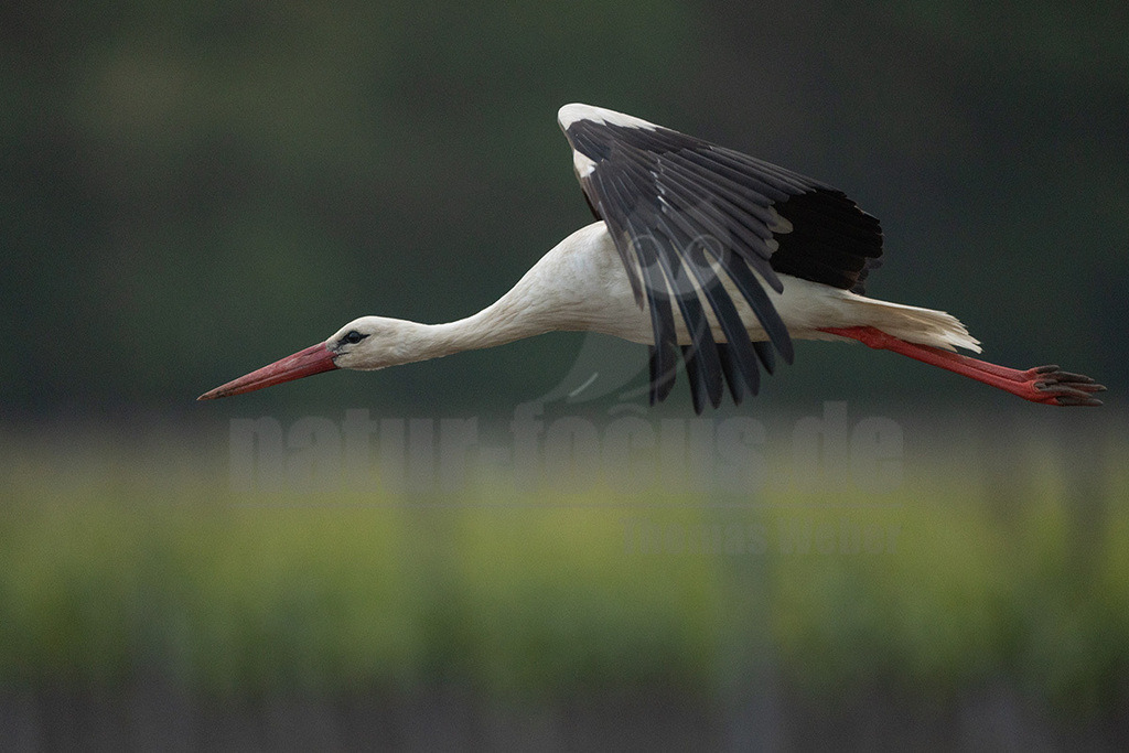 R5NF6386_20240512 | Der Weißstorch ist einer der bekanntesten und am besten erforschten Vögel hierzulande. Weltweit hat er eine hohe Symbolkraft, gilt unter anderem als Glücksbote und überbringt in der deutschen Folklore sogar Babys. Er brütet in offenen Kulturlandschaften und baut sein Nest häufig auf Schornsteinen, Dächern oder Kirchtürmen. Häufig sieht man ihn im ruhigen Segelflug hoch am Himmel kreisen. Im Winter zieht er nach Afrika. - Realisiert mit Pictrs.com
