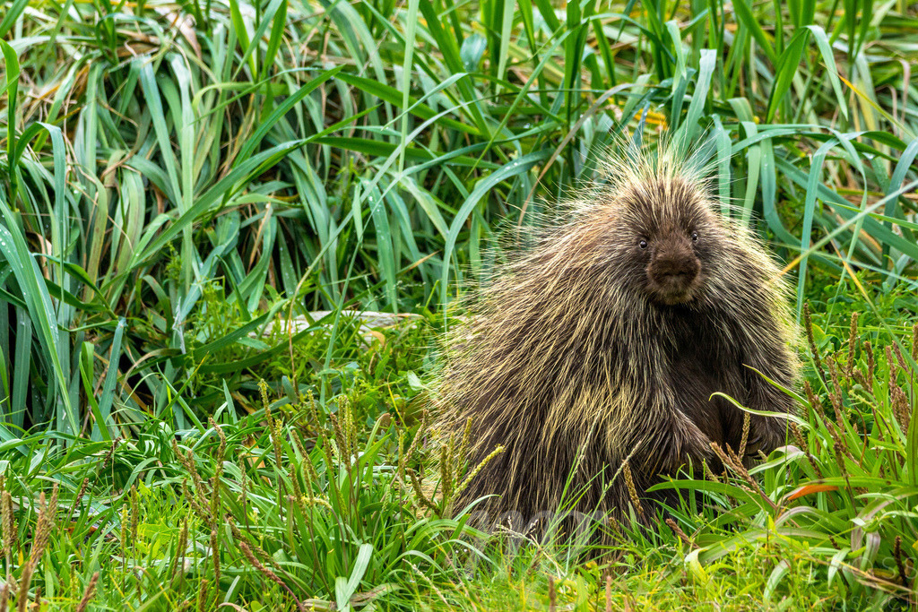 North American porcupine | Encountered while hiking on my own on the shoreline of Glacier Bay. - Realisiert mit Pictrs.com