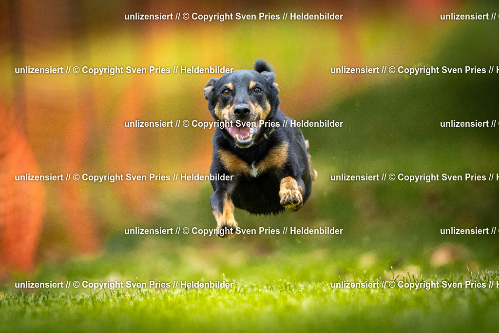 Sven Pries | 2025-09-21 - Hunderennen Baden-Oos - Realisiert mit Pictrs.com