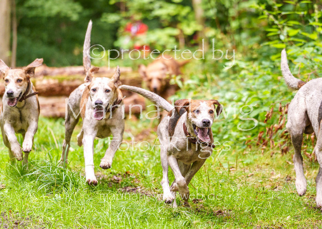 Jagd Knoop 26_MarinaHewigMCH02443 | Fotografie, FotoArt, PferdesportArt, Pferdesportfotografie, Landschaftsfotografie, Reisefotografie, Reise, Pferde - Realisiert mit Pictrs.com