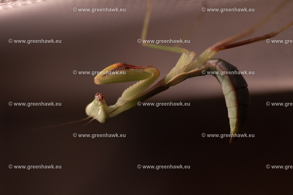 IMG_2849 | Greenhawks Bilder Shop für Landschaften, Urban, Tiere und weiteres als Poster Leinwand oder Fotogeschenk für Ostern Weihnachten oder Geburtstag  - Realisiert mit Pictrs.com