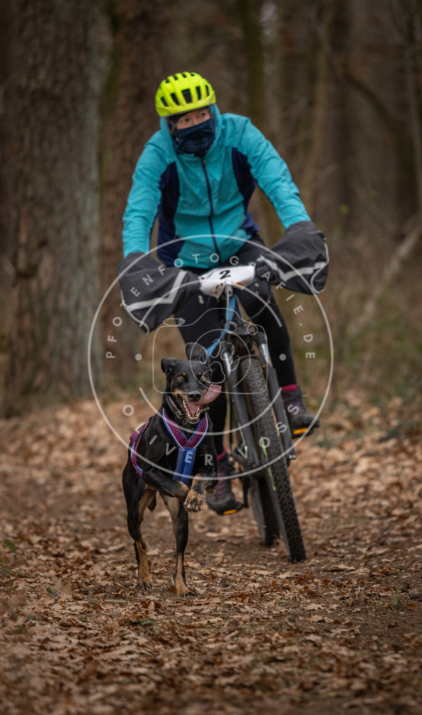 Pfotenfotografie_DV3A7107 | Hundefotografie, Tierfotograf, Pfotenfotografie, Fotoshooting Hund, Hunde Portrait, Hundesport, Hundeportraits, Heideshooting, Hunde, Sportfotograf, Hundefotograf, Turnierhundsport, THS,  - Realisiert mit Pictrs.com
