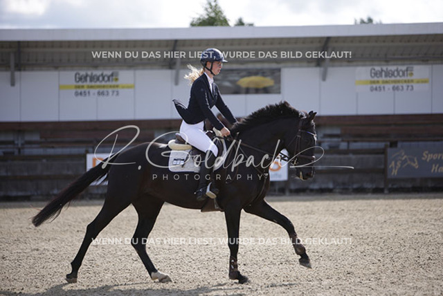 1J2A6551Nele Hoff_ Nordwarf_s Nikita_ Kn801_ Havekost | Foto- und Videografie für alles rund ums Pferd. Hochwertige Bilder und Videos vom Spring- und Dressurreiten, Voltigieren & mehr. Jetzt aktuelle Veranstaltungen und Preise im Shop ansehen. - Realisiert mit Pictrs.com