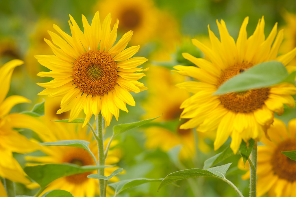 210804-545 | Europa, DEU, Deutschland, Baden-Wuerttemberg, Schwaebische Alb, Bissingen an der Teck, Sonnenblume (Helianthus annuus), Agrarlandschaft, Sonnenblumenfeld, Bluete, Bluetenkorb, Landwirtschaft, Landwirtschaftlich, Agrar, Agrarwirtschaft, Natur, Naturfoto, Naturfotos, Naturfotografie, Naturphoto, Naturphotographie, Landschaft, Landschaften, Landschaftsfoto, Landschaftsfotografie, Landschaftsphoto, Landschaftsphotographie, 

[Fuer die Nutzung gelten die jeweils gueltigen Allgemeinen Liefer-und Geschaeftsbedingungen. Nutzung nur gegen Verwendungsmeldung und Nachweis. Download der AGB unter http://www.image-box.com oder werden auf Anfrage zugesendet. Freigabe ist vorher erforderlich. Jede Nutzung des Fotos ist honorarpflichtig gemaess derzeit gueltiger MFM Liste - Kontakt, Uwe Schmid-Fotografie, Duisburg, Tel. (+49).2065.677997, ..archiv@image-box.com, www.image-box.com] - Realisiert mit Pictrs.com