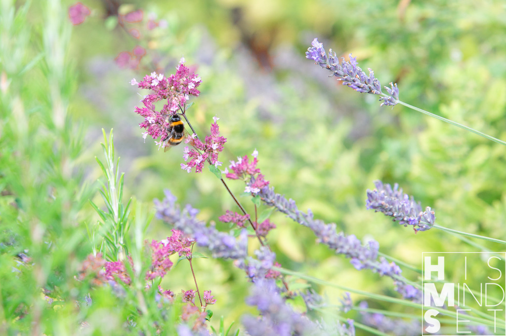 Sommersummen | Sichere dir dein Lieblingsbild von HISMINDSET als Print für dein Zuhause oder das Büro! - Realisiert mit Pictrs.com
