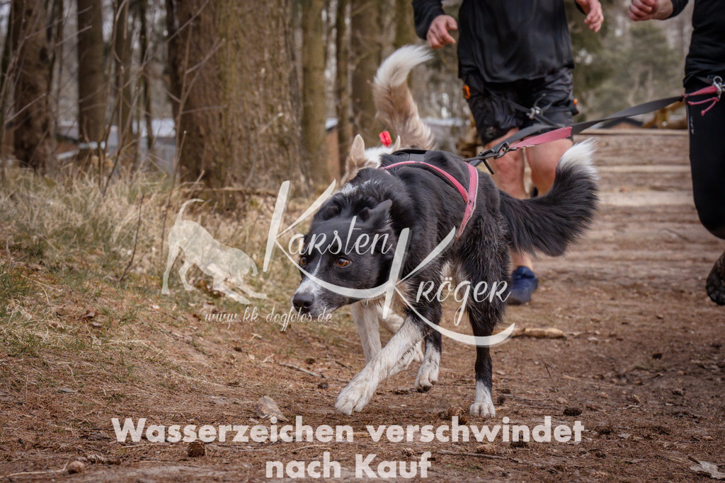 1602_ZZ92151 | kk-dogfotos