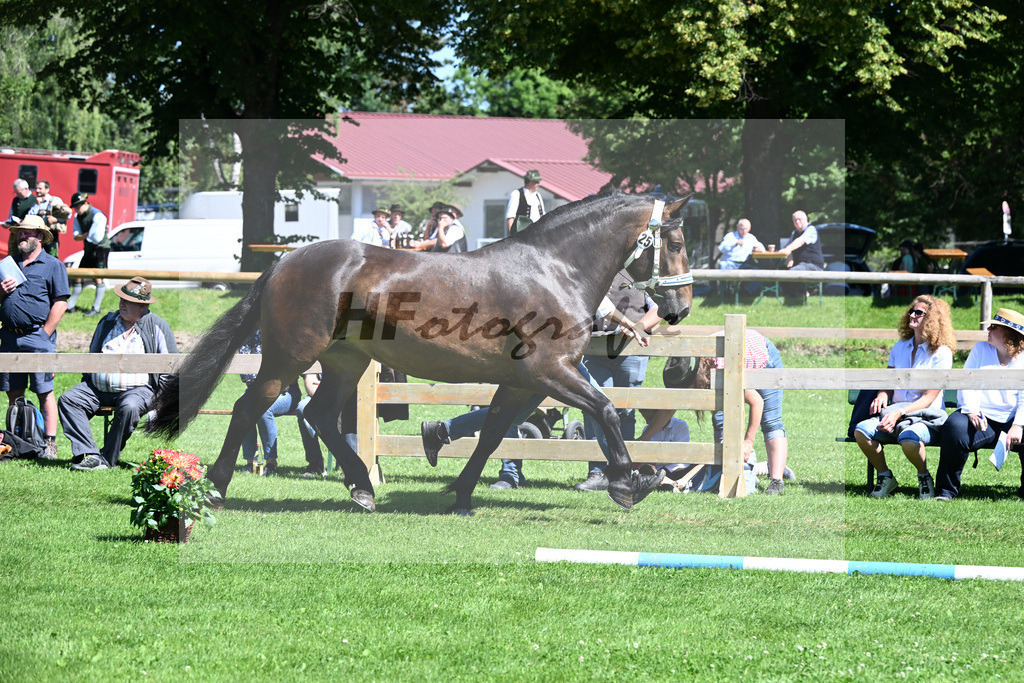 Kat-Nr. 25 Pepper v. Nussini II_Birkholz_22240414 | hf-fotografie - Realizzato con Pictrs.com