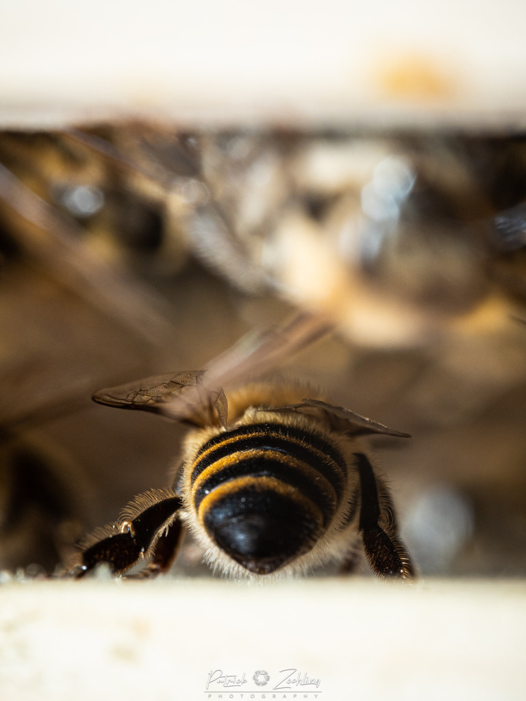 Workingbees-Zöchling (8) | Patrick Zöchling - Realisiert mit Pictrs.com