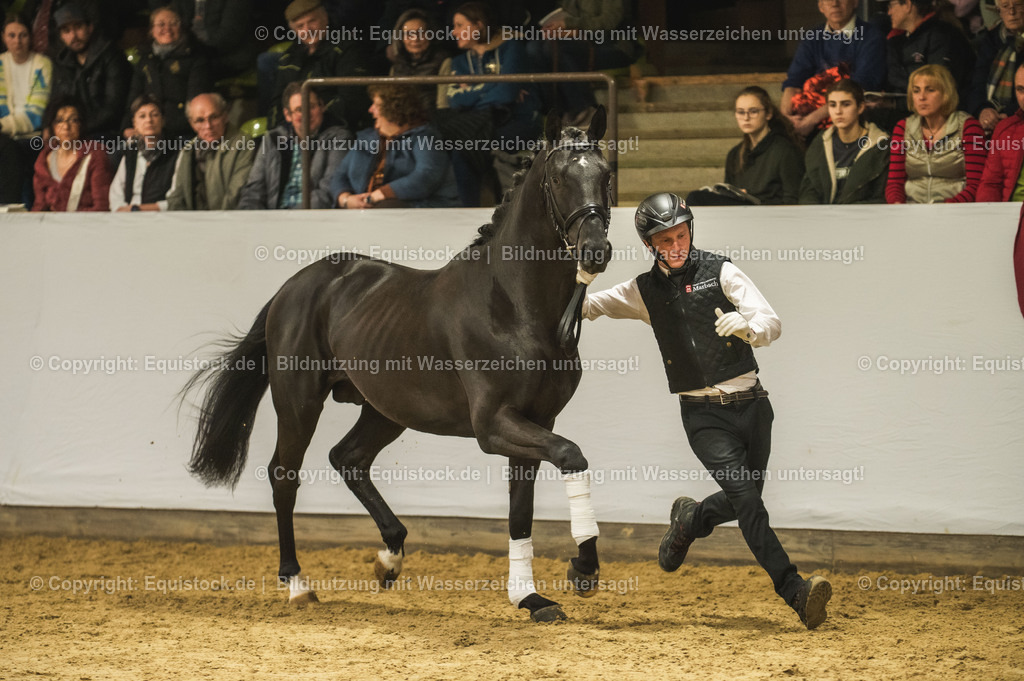 20240302_Hengstvorstellung_Marbach_TOMsPiC_1291-2 | equistock