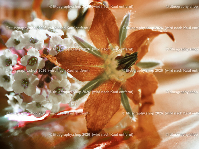 titusgraphy_P9281650_pe-04-vz-ln | titusgraphy-shop: Geschenkideen mit Qualitätsfotos. titusgraphy-shop: gift ideas with quality photos. titusgraphy-shop: idées cadeaux avec photos de qualité.  - Realisiert mit Pictrs.com