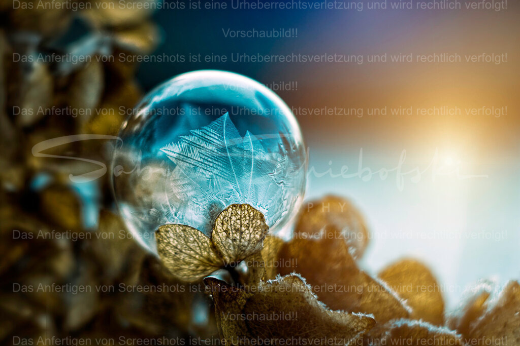 Frozen Bubble | People- und Tierfotografie, Imageaufnahmen, Veranstaltungsfotografie und Wandbilder aus der Natur ★ Made in Germany ✔️ Druck + Downloads ✔️ Naturfotografie in Top Qualität ★ schneller Versand, weltweite Lieferung! - Realisiert mit Pictrs.com