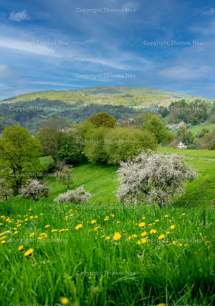 Wilmshausen-Fruehling-Bensheim-Fotografie-Thomas-Neu-46-Bearbeitet Kopie | Frühlingslandschaft bei Wilmshausen, einem Stadtteil von Bensheim an der Hessischen Bergstraße. Blühende Streuobstwiesen, saftig grüne Wiesen und die locker bebauten Häuser des Ortes prägen das idyllische Bild. Im Hintergrund erheben sich die bewaldeten Höhen des Odenwaldes. Typische Kulturlandschaft der Bergstraße zur Obstblütezeit.Bild: THomas Neu